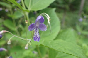 カリガネソウの紫色の花