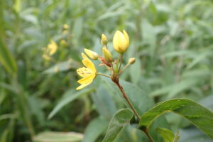 黄色いクサレダマの花