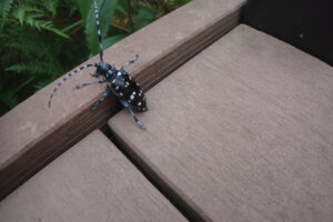 黒に白い斑点のある甲虫