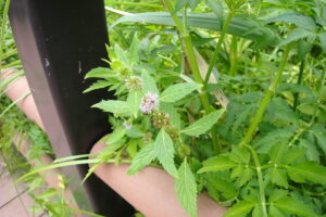 淡い紫色のハッカの花