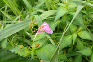 桃色のツリフネソウの花