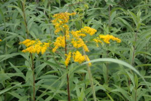 黄色いオオアワダチソウの花