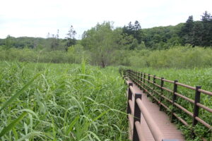 ヨシが生い茂った湿原の木道の様子