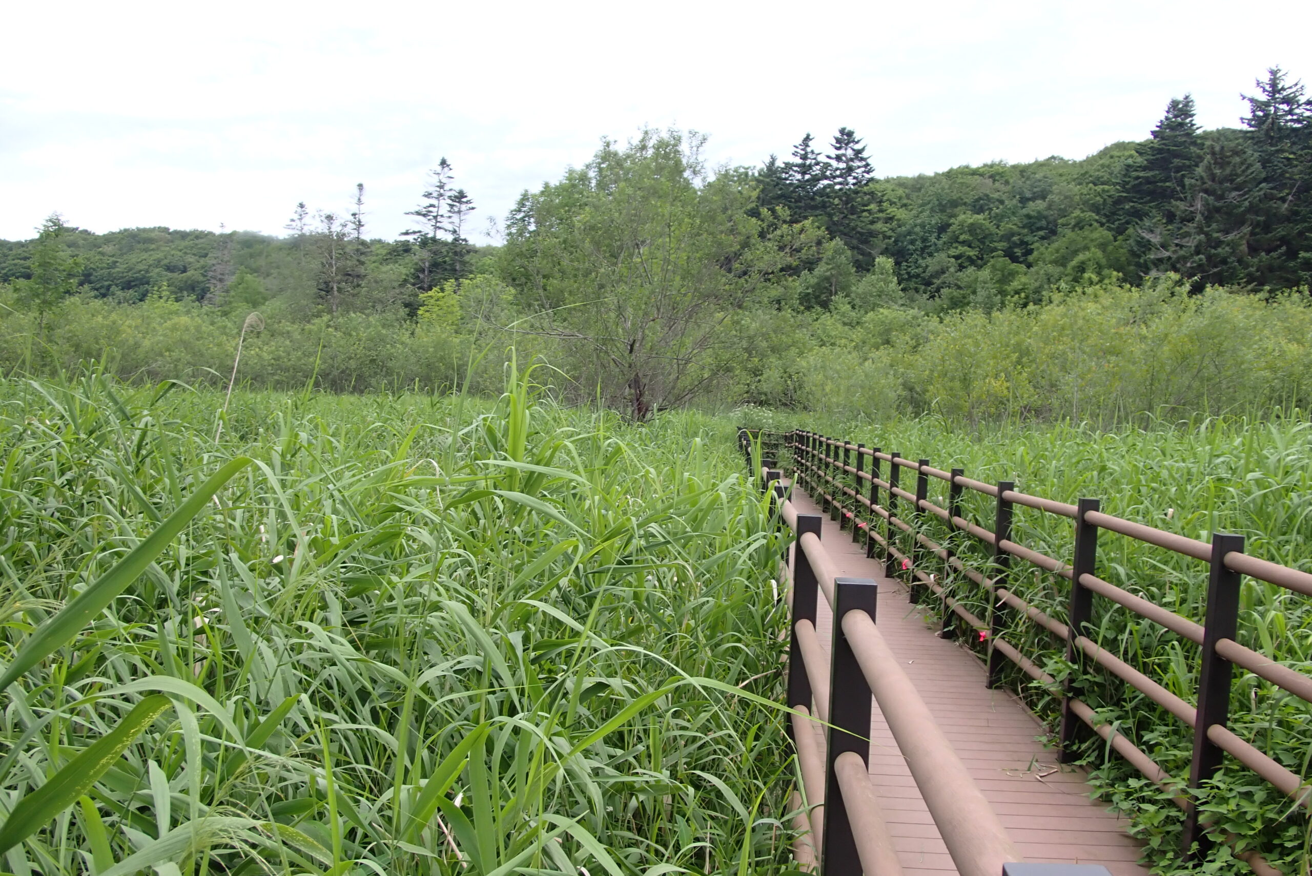 ヨシが生い茂った湿原の木道の様子