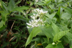 ヨツバヒヨドリの白い花