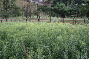 黄色いオオアワダチソウの花