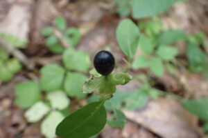 ナンバンハコベの黒い果実