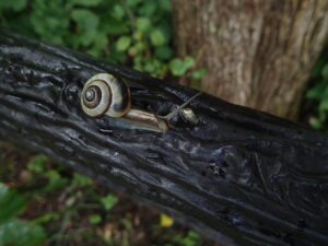 渦巻き模様のカタツムリサッポロマイマイ