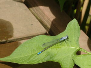 尾の先が青いイトトンボ