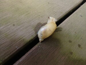 薄い殻のカタツムリのオカモノアラガイ