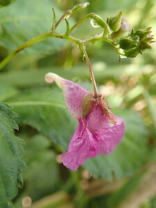 桃色のツリフネソウの花