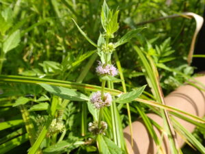 ハッカの薄紫色の花