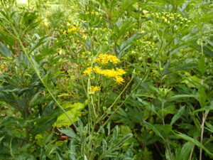 ハンゴンソウの黄色い花