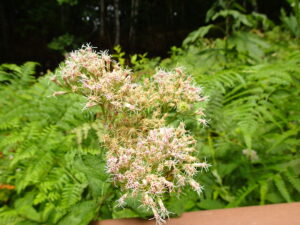 ヨツバヒヨドリの花