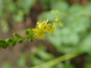 キンミズヒキの黄色い花