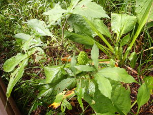 コウライテンナンショウの緑色の果実