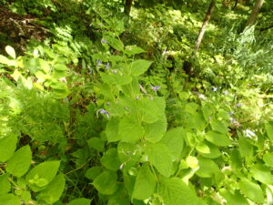 カリガネソウの紫色の花