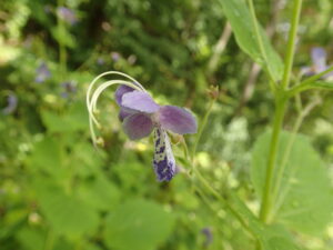カリガネソウの紫色の花