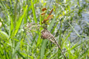 翅に褐色の模様のあるトンボ