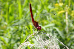 真っ赤なトンボ