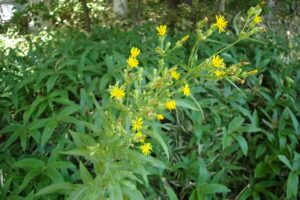 コウゾリナの黄色い花