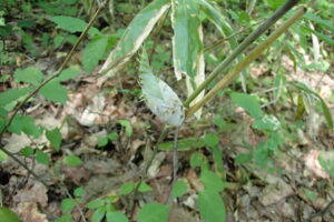 笹に茎についた魚の形の虫こぶ