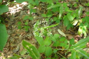 カノツメソウの白い花