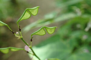 ヤブハギのサングラスのような形の果実