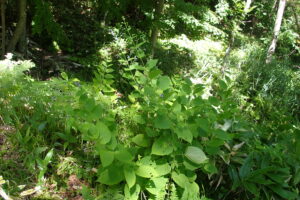紫色の花をたくさんつけているカリガネソウ