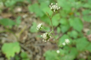 ノブキの白い小さな花