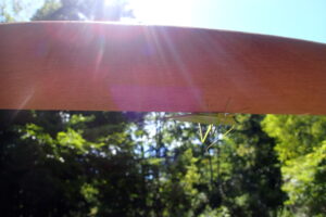 木道の手すりにさかさまにぶら下がって止まる緑色のバッタ