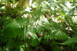 ミミコウモリの白い花