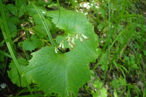 ミミコウモリの白い花