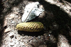 緑色のホオノキの果実