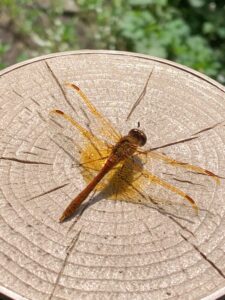 黄色い翅のトンボ