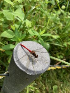 赤いトンボ