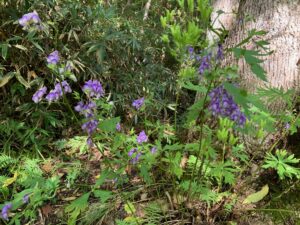 エゾトリカブトの紫色の花