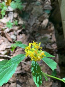 アキノキリンソウの黄色い花