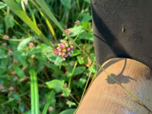 ミゾソバの淡い桃色の果実