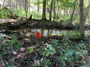 マムシグサの赤い果実