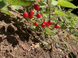 マルバノヤマホロシの赤い果実