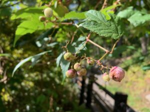 ノブドウの果実