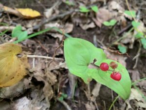 マイヅルソウの赤い果実