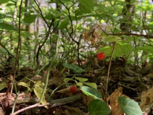 アクシバの赤い果実