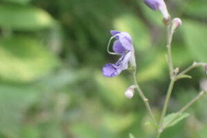 カリガネソウの紫色の花