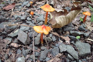 オレンジ色のキノコ