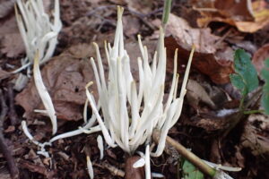 白い糸のようなキノコ