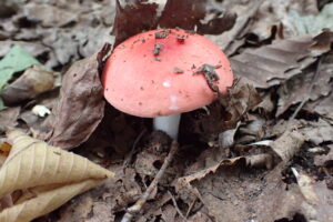 赤いキノコ