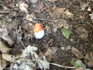 オレンジ色のキノコ