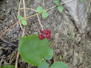 マイヅルソウの赤い果実